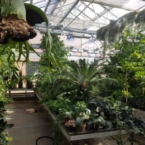 Greenhouse interior with various tropical plants on tables and hanging planters, sunlight streaming through glass roof, and brick building visible outside.