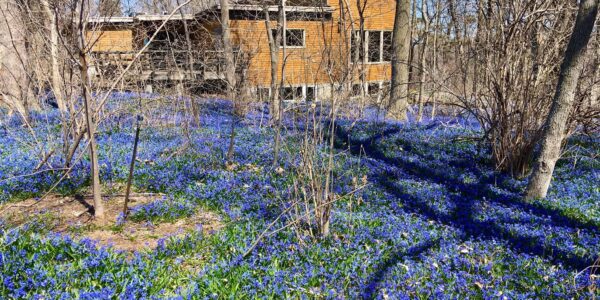 A wooden house stands among leafless trees, surrounded by a dense carpet of small blue flowers covering the ground.