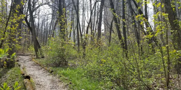 Dirt path winding through a forest with leafing trees and green undergrowth on a sunny day.