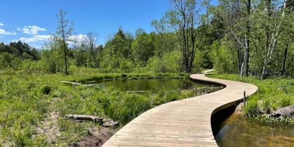 A wooden boardwalk curves through a green wetland area with trees and a small pond under a clear blue sky.