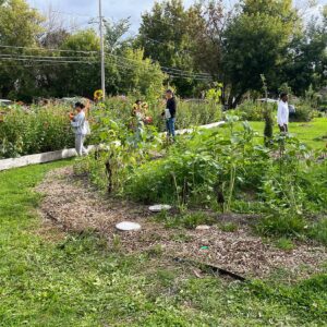People walk through a community garden with green plants, flowers, and trees under a partly cloudy sky.
