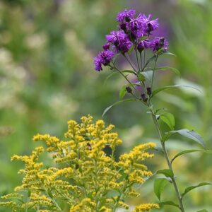 A tall stem with clusters of small purple flowers stands above yellow wildflowers, surrounded by green foliage.