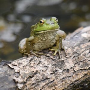 A green frog sits on a textured tree branch above water, facing the camera.