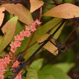 Close-up of a plant with pink clustered flowers and pale orange leaves, surrounded by green foliage and dark brown stems.