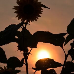 Silhouette of a sunflower and leaves against an orange sunset sky.
