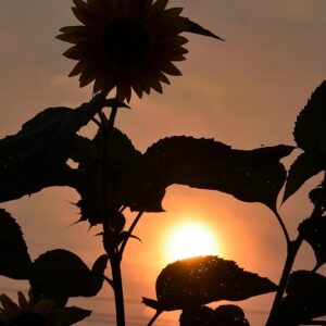 A sunflower silhouetted against an orange sunset sky, with the sun low on the horizon and leaves visible in the foreground.