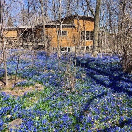 A wooden house stands among leafless trees, surrounded by a dense carpet of small blue flowers covering the ground.