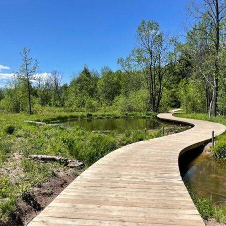 A wooden boardwalk curves through a green wetland area with trees and a small pond under a clear blue sky.